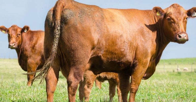 Red Angus: com alto desempenho, raça de gado é destaque na produção de carne nobre