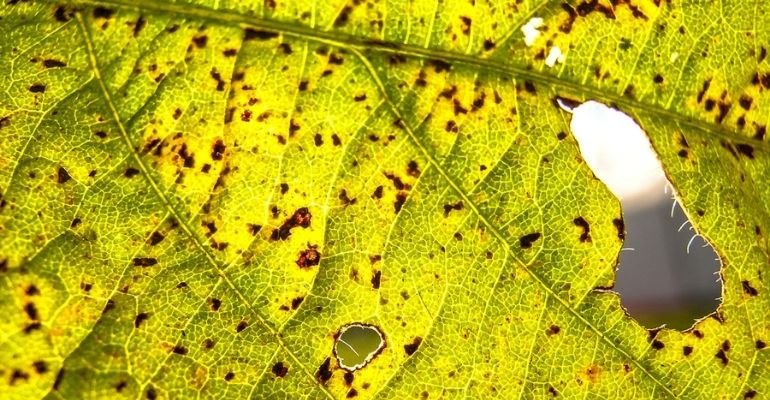 Como prevenir a ferrugem asiática da soja nas lavouras?