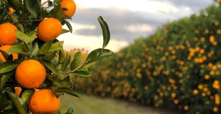 Laranja: das plantações brasileiras para o mundo