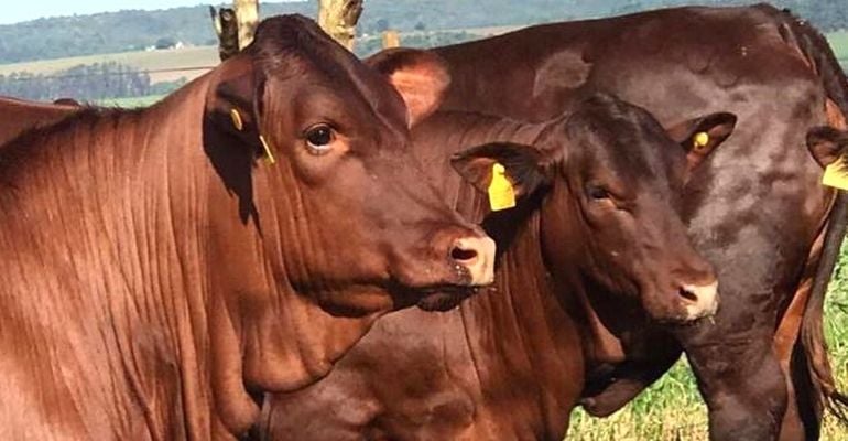 Santa Gertrudis: raça sintética tem longa vida produtiva