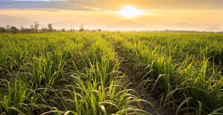 Soluções eficientes em nutrição vegetal para cana-de-açúcar