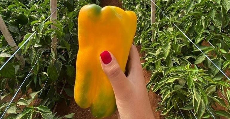 Pimentão: produtora conta detalhes do cultivo do vegetal