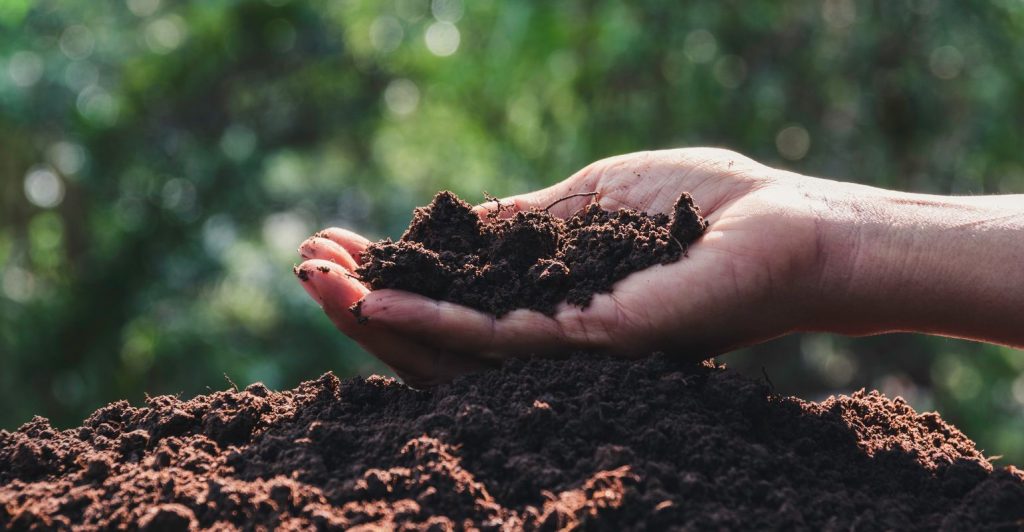 Manejo sustentável do solo: como fazer da forma correta?