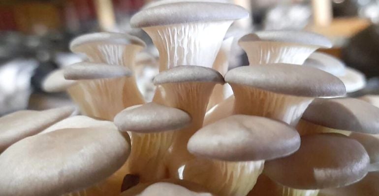 Shimeji: como é produzido e quais os benefícios para a saúde?