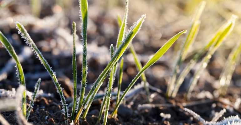 Culturas de inverno: o que plantar na entressafra?