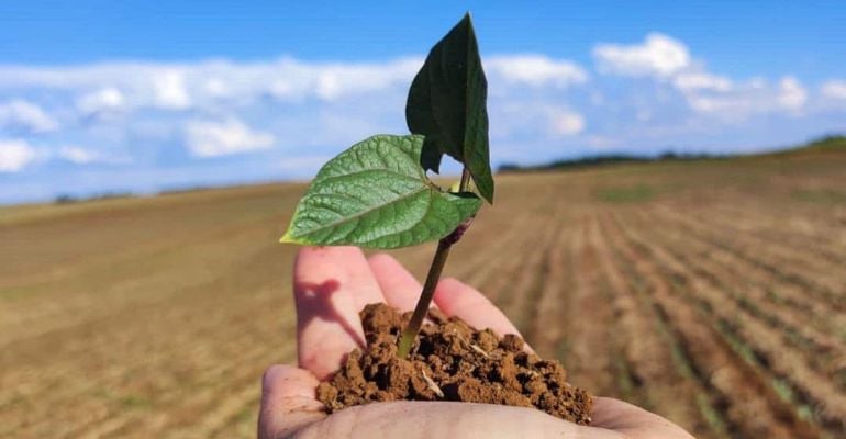 Feijão: Brasil é um dos maiores produtores e consumidores