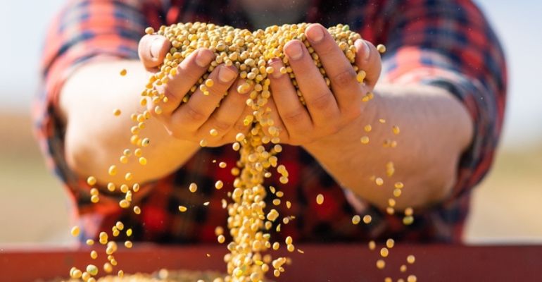 Plantio de soja: 5 dicas para aumentar a produtividade da lavoura