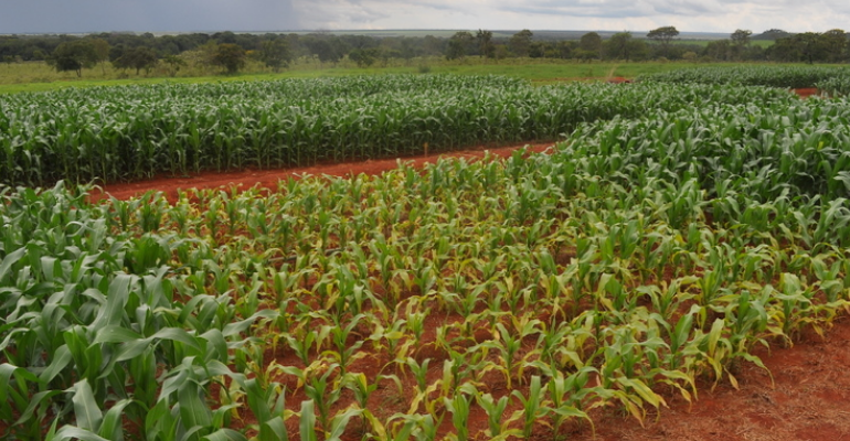 Dica do especialista: como corrigir o solo para cultivo de milho?