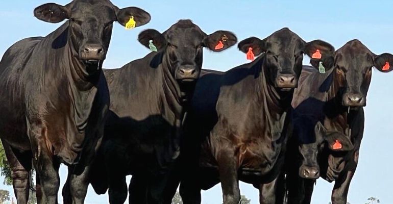 Touro Brangus: características reúnem produtividade e resistência