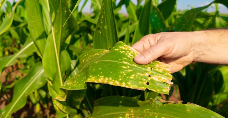 Cigarrinha do milho: como evitar os danos causados à plantação?