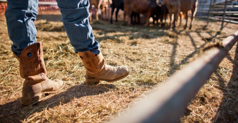 O lobo e o pecuarista