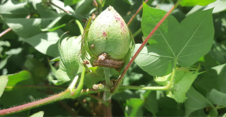 Você conhece as 5 principais pragas do algodão no Brasil?