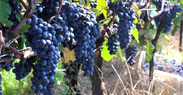 Produção de uva no Brasil: descubra as origens do cultivo no país