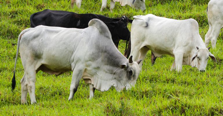 Cultivo de brachiaria na pecuária – Guia definitivo
