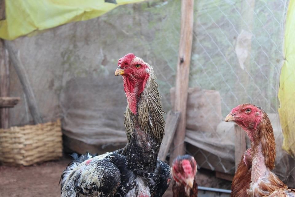 Como começar a criar galinha Índio Gigante?