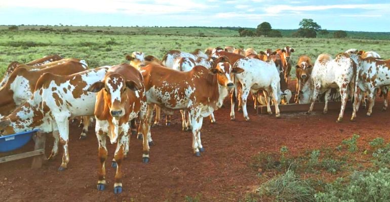 Nelore Pintado: beleza da pele e adaptabilidade atraem apaixonados pela raça