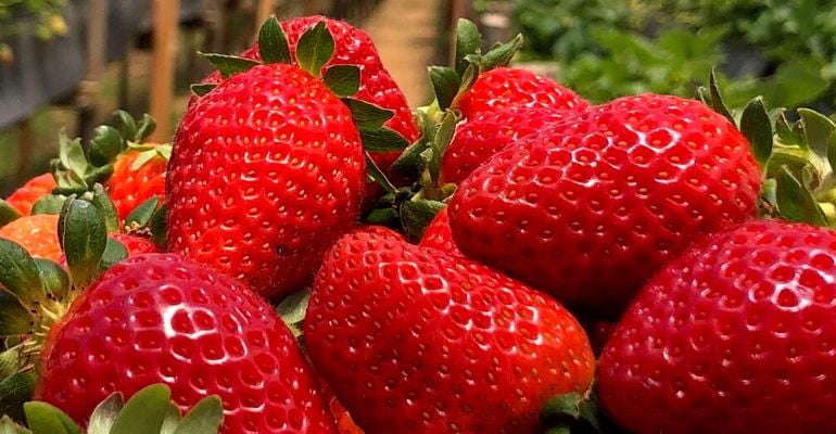 Morango: veja curiosidades sobre a fruta e seu cultivo no Brasil