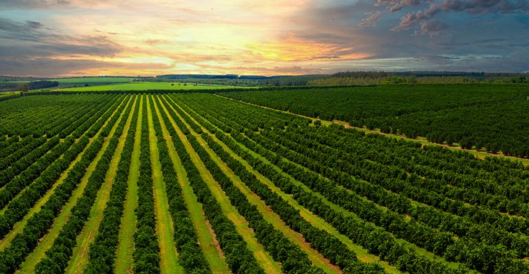 Cadastro Ambiental Rural (CAR): o que é e como fazer?