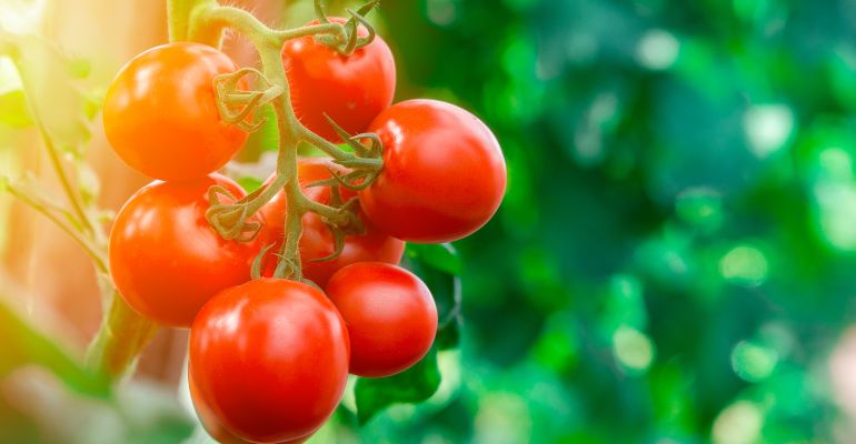 Tomate: quais cuidados adotar com a estiagem na safra de inverno?
