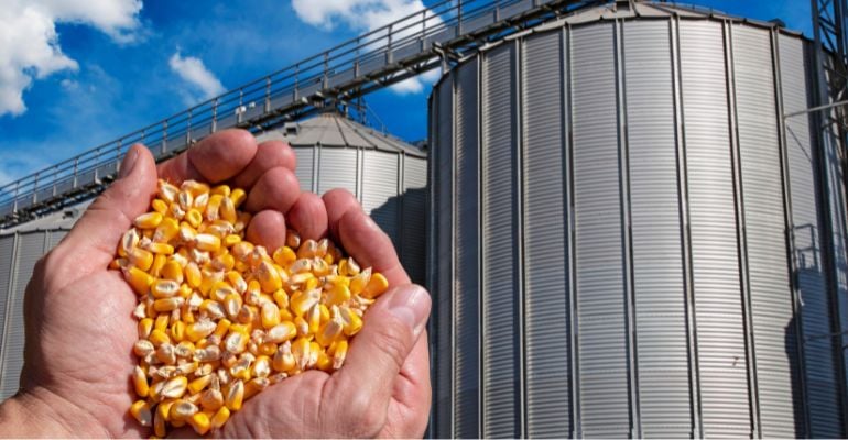 Etanol de milho: como é feito e quais são suas vantagens?