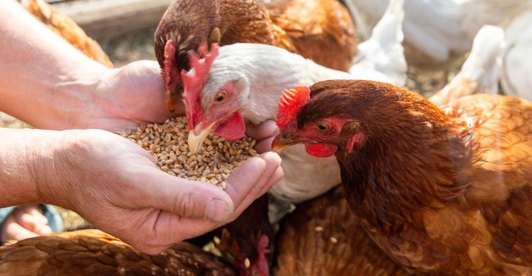 Dia da Avicultura: veja as matérias mais lidas sobre o setor!