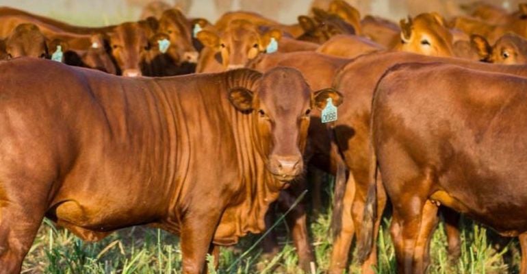 Touro Bonsmara: gado de corte é rústico e altamente produtivo