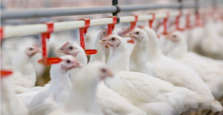 Vacinação é controle efetivo contra E.coli em granjas