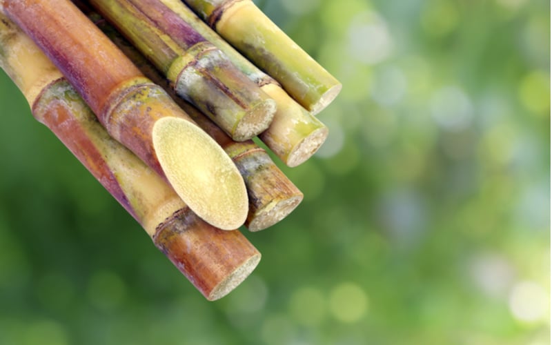 Quais as novas opções de derivados da cana-de-açúcar?