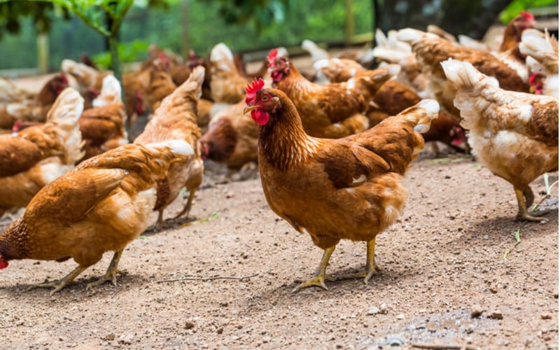 Primeiros passos para iniciar a produção de galinhas caipiras