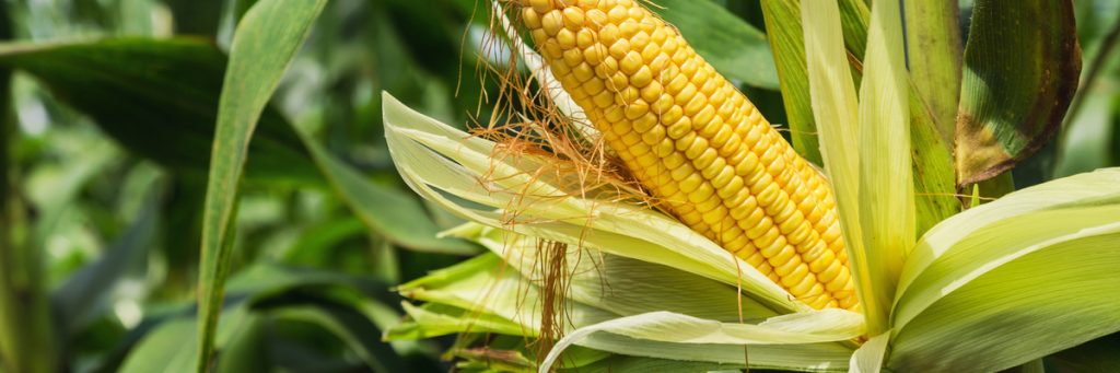 Lavoura de milho: conheça as principais inovações produtivas