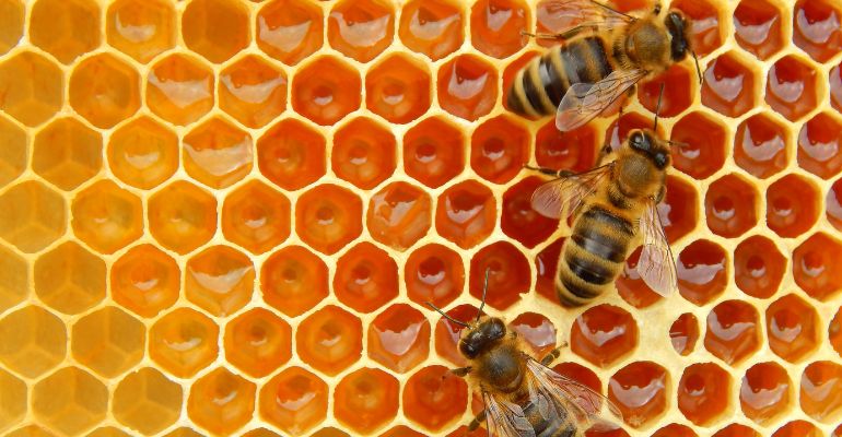 Apicultura: como empreender na produção de mel?