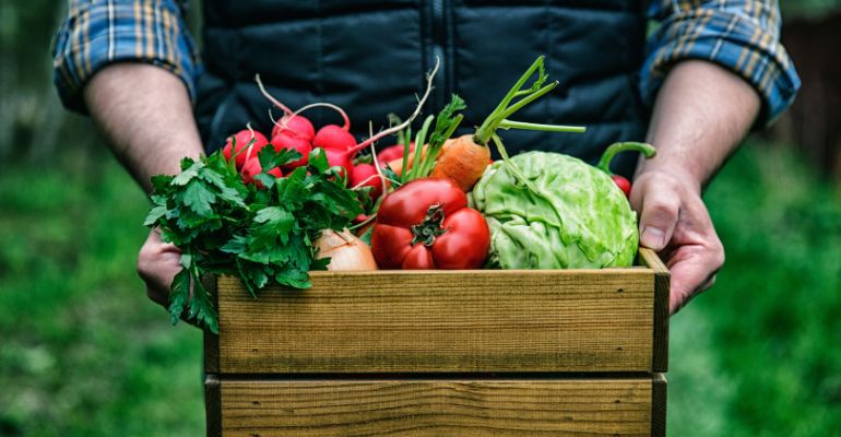 Agricultura orgânica: o que é e como produzir alimentos orgânicos?