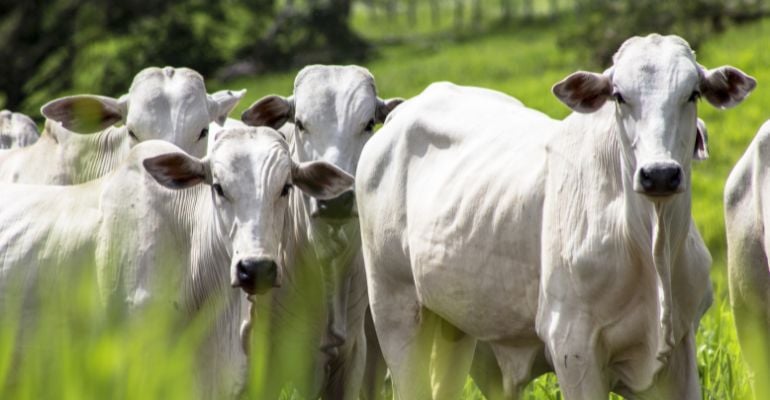 Terminação intensiva a pasto (TIP): entenda como funciona e quais as vantagens dessa técnica