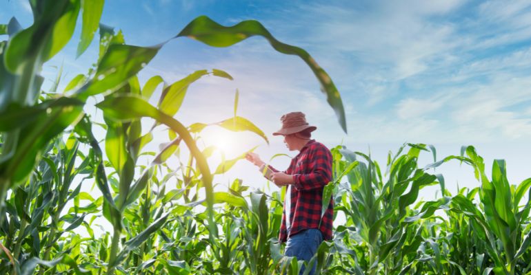 Conheça as ações do IAC para o melhoramento genético da cana-de-açúcar