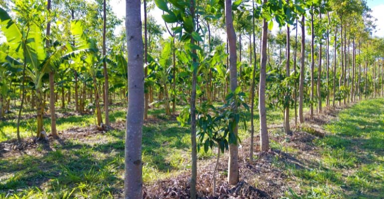 Agrofloresta: o que é e como fazer?
