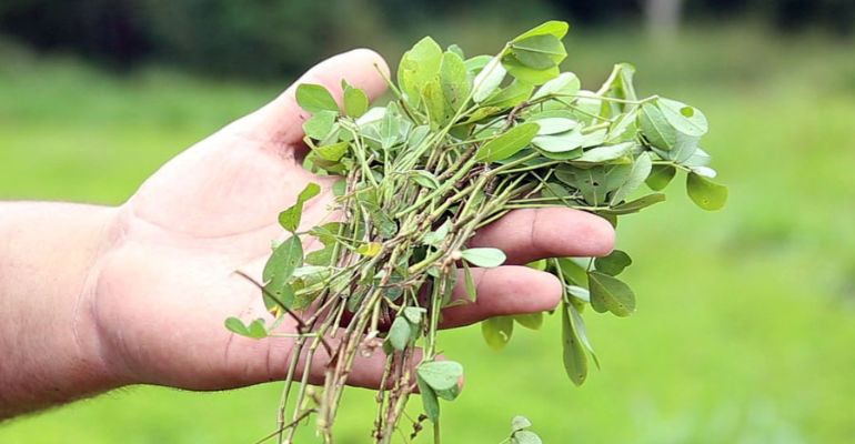Alto teor de proteína e ótima para adubação natural: conheça a nova cultivar de amendoim forrageiro da Embrapa