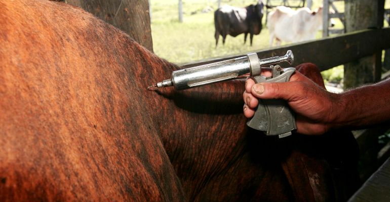 7 dúvidas comuns sobre a vacinação contra febre aftosa