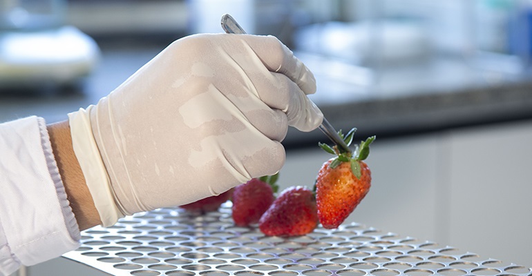 Pesquisa com nanotecnologia prolonga vida útil do morango na fase pós-colheita