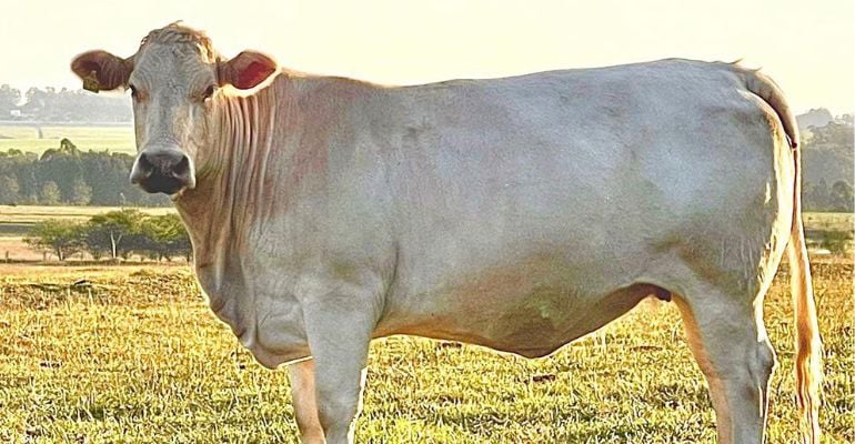 Canchim: conheça as características dessa raça de gado brasileira