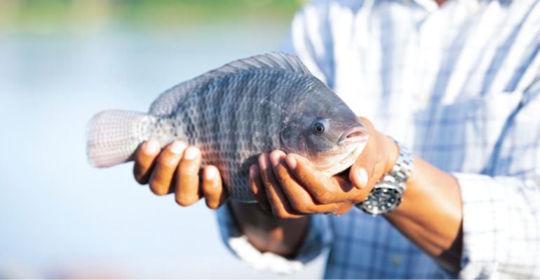 Piscicultura: como criar tilápia?