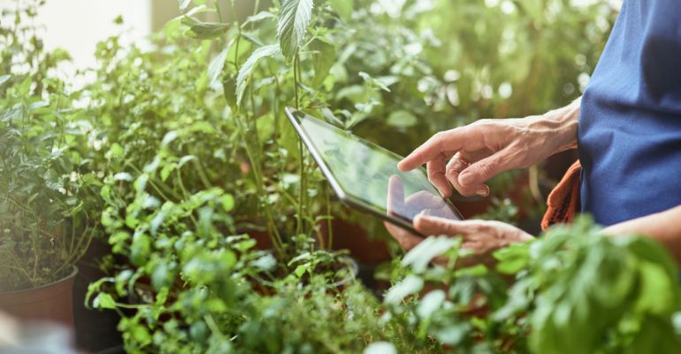 Produtos agrícolas: 5 dicas para comprar pela internet