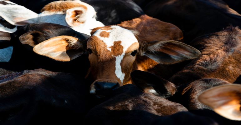 Conheça o programa de avaliação genética que impulsiona as raças Hereford e Braford