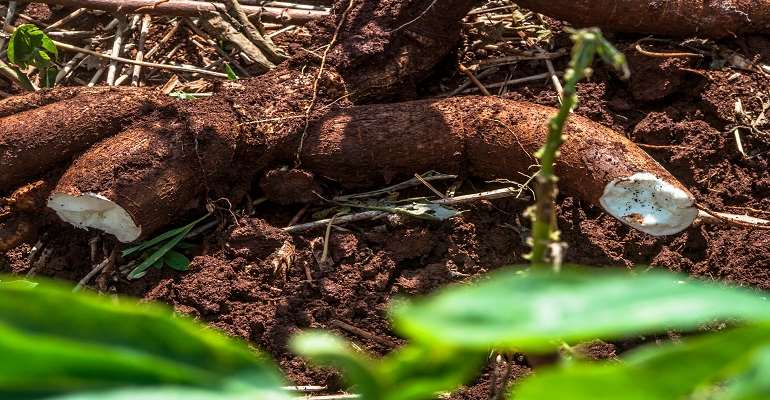 De origem brasileira, conheça tudo sobre a mandioca