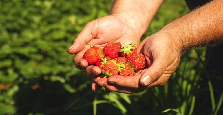 Conheça o morango fênix: mais precoce e com sabor mais doce