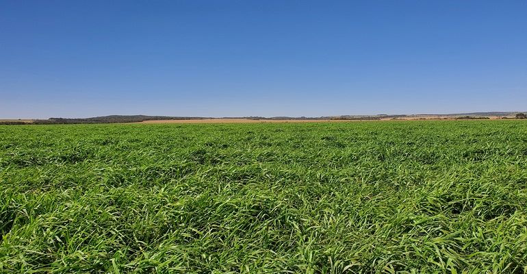 Inverno 2023: Guia de Manejo de Pastagens