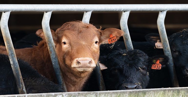 Gado bovino no inverno: veja dicas para manter a produtividade neste período