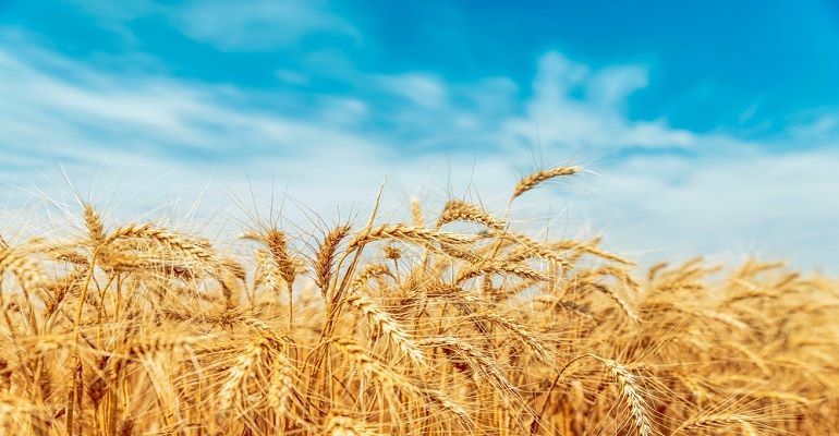 Trigo: pesquisa abre caminho para o mercado de carbono