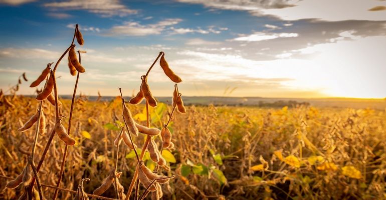 Conheça a importância do calendário de semeadura da soja