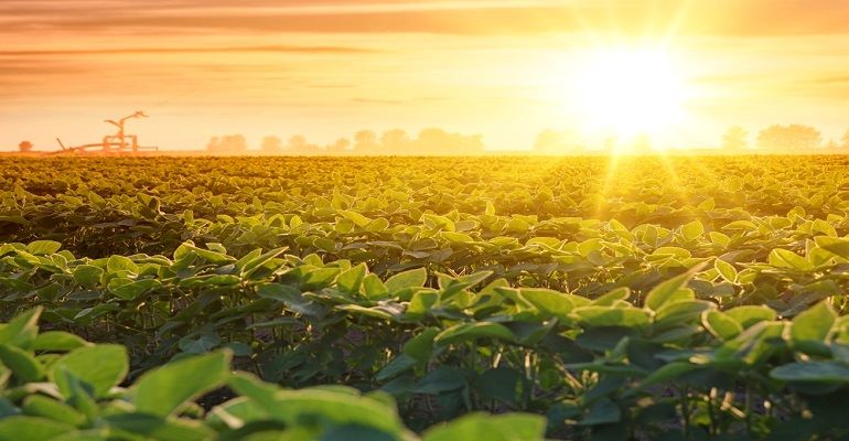 Onda de calor afeta o Brasil! Entenda os impactos do El Niño na agricultura