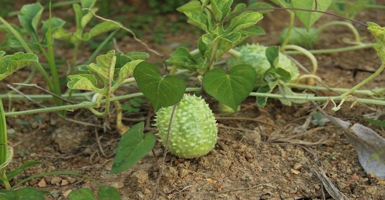 Da família próxima ao pepino, conheça o maxixe
